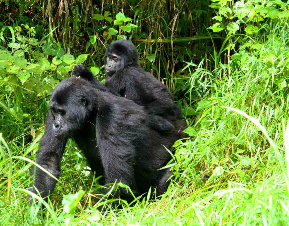 Is Uganda or Rwanda Better for Gorilla Trekking?