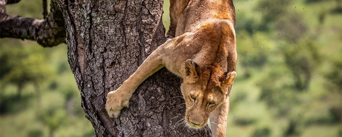 What’s the Best Time for Spotting Tree-Climbing Lions?