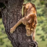 What’s the Best Time for Spotting Tree-Climbing Lions?