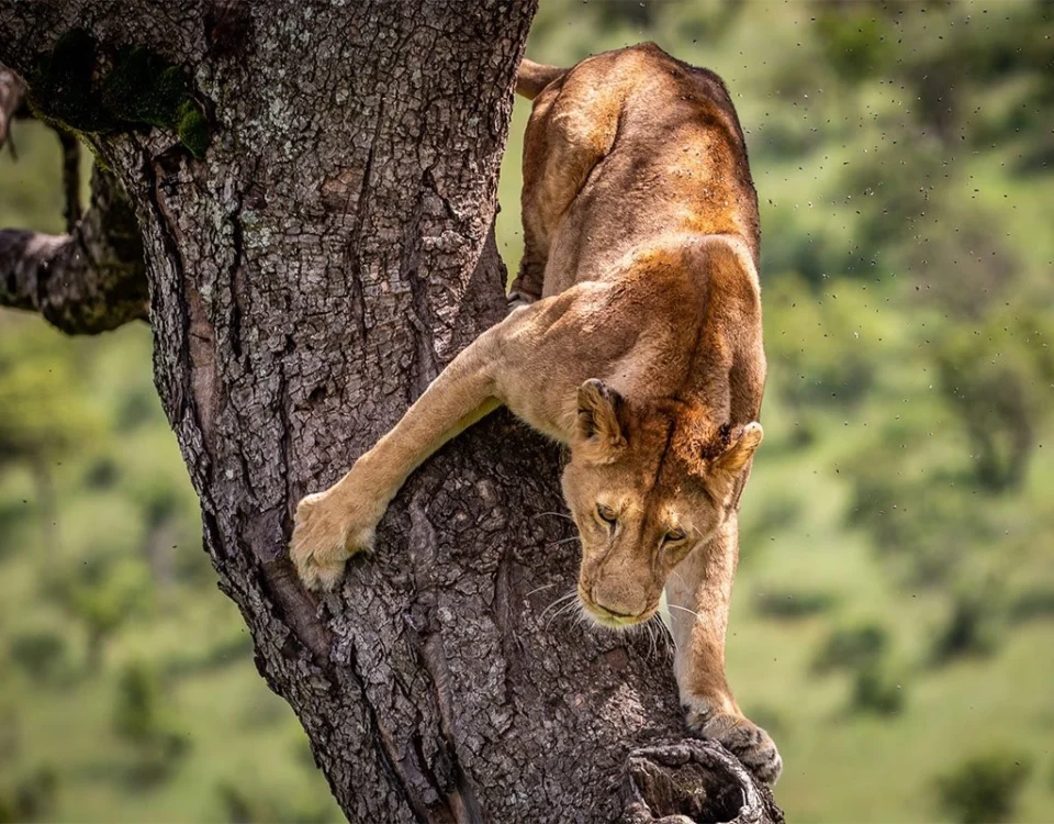What’s the Best Time for Spotting Tree-Climbing Lions?
