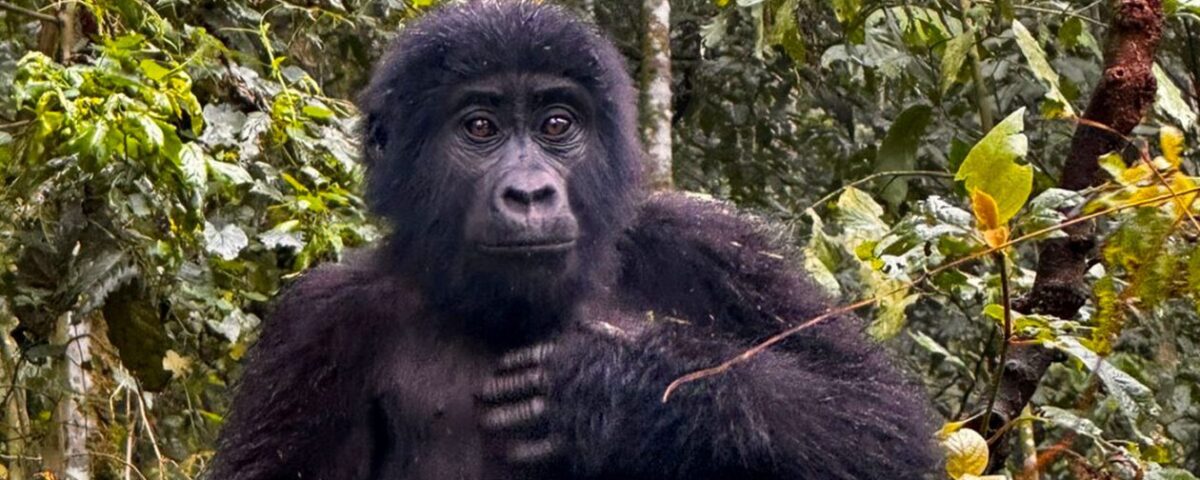 How Many Days Do You Need for Gorilla Trekking?