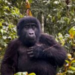 What Is the Age Limit for Gorilla Trekking in Rwanda?