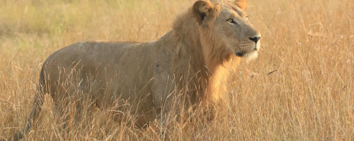 How Do I Book a Reliable Uganda Safari Tour?