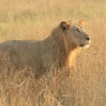 How Do I Book a Reliable Uganda Safari Tour?