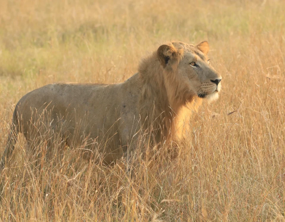 How Do I Book a Reliable Uganda Safari Tour?