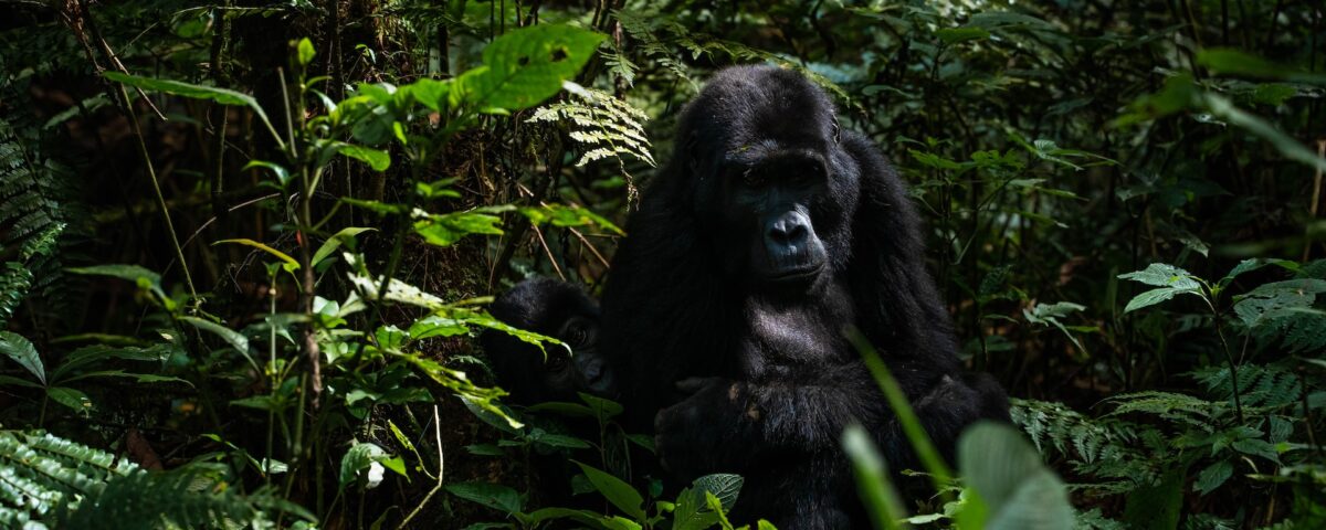 Are You Guaranteed to See Gorillas in Rwanda?