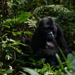 Are You Guaranteed to See Gorillas in Rwanda?