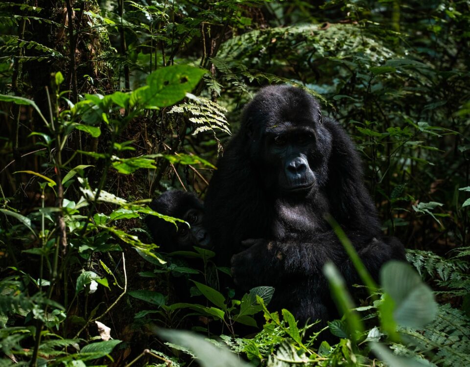 Are You Guaranteed to See Gorillas in Rwanda?