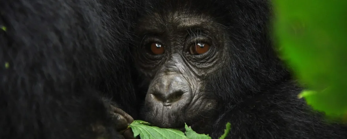 What is the cheapest way to see gorillas?
