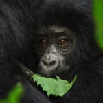 What is the cheapest way to see gorillas?