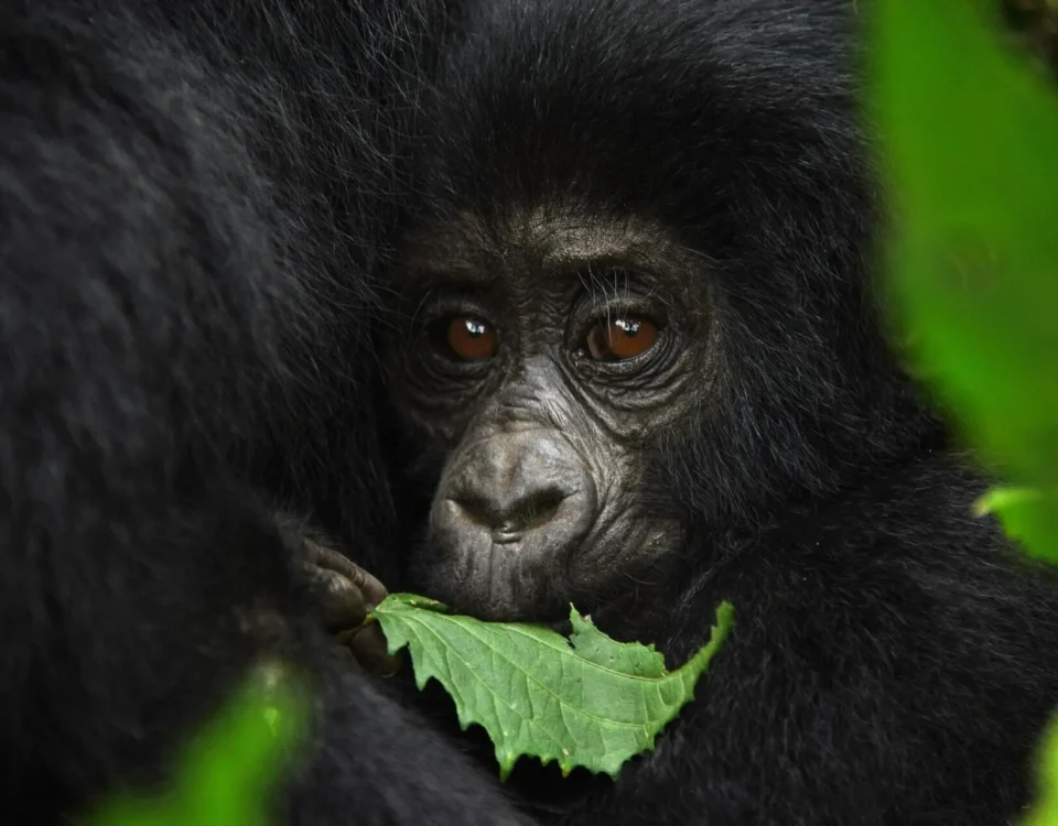 Where Is the Cheapest Place to See Gorillas in the Wild?