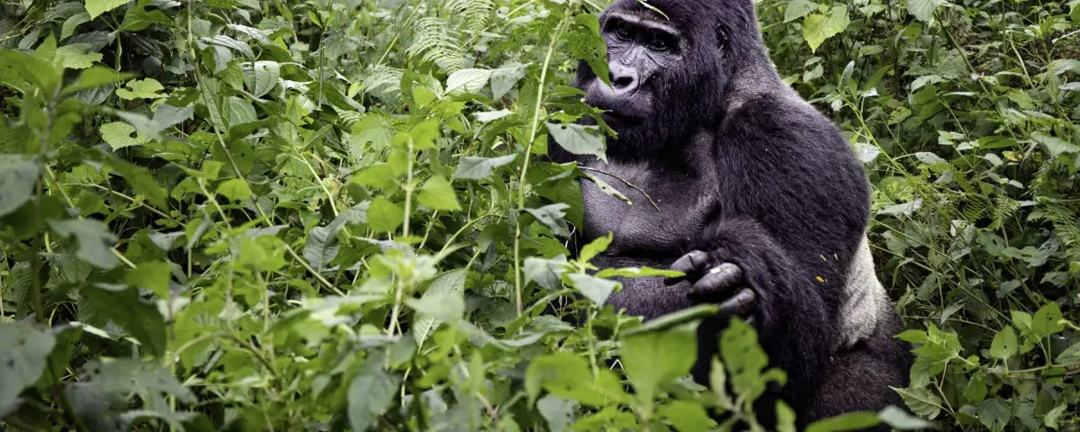 How Hard Is the Gorilla Trek in Rwanda?