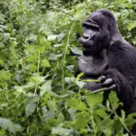 How Hard Is the Gorilla Trek in Rwanda?