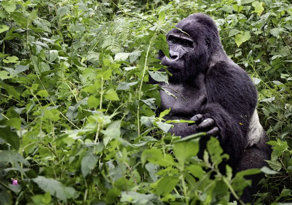 How Hard Is the Gorilla Trek in Rwanda?