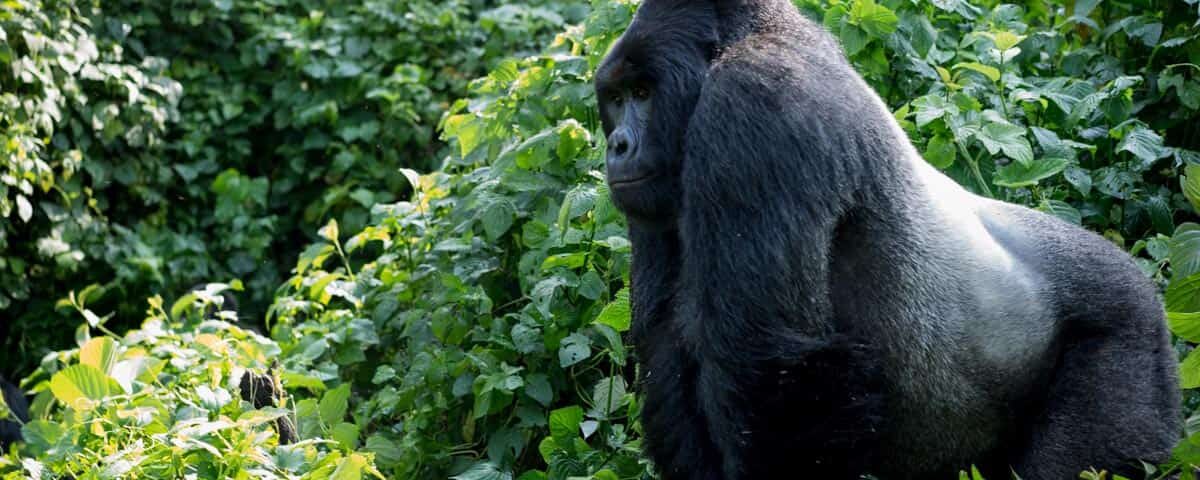 The Cost of Gorilla Trekking in Congo