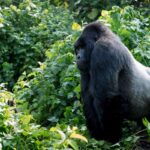 The Cost of Gorilla Trekking in Congo
