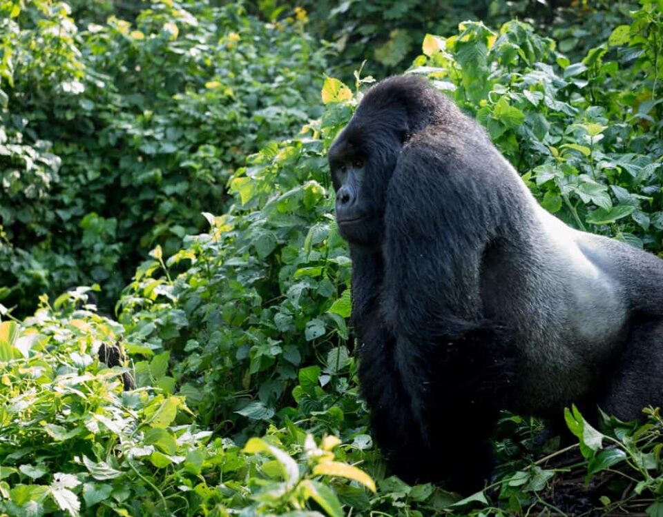 The Cost of Gorilla Trekking in Congo
