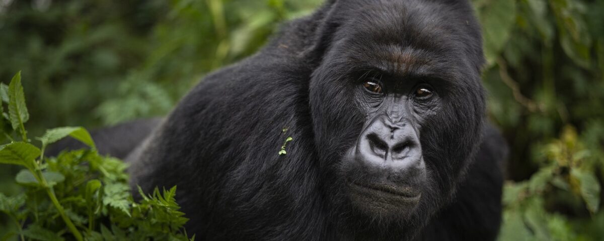 What is the age limit for gorilla trekking?