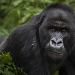What is the age limit for gorilla trekking?