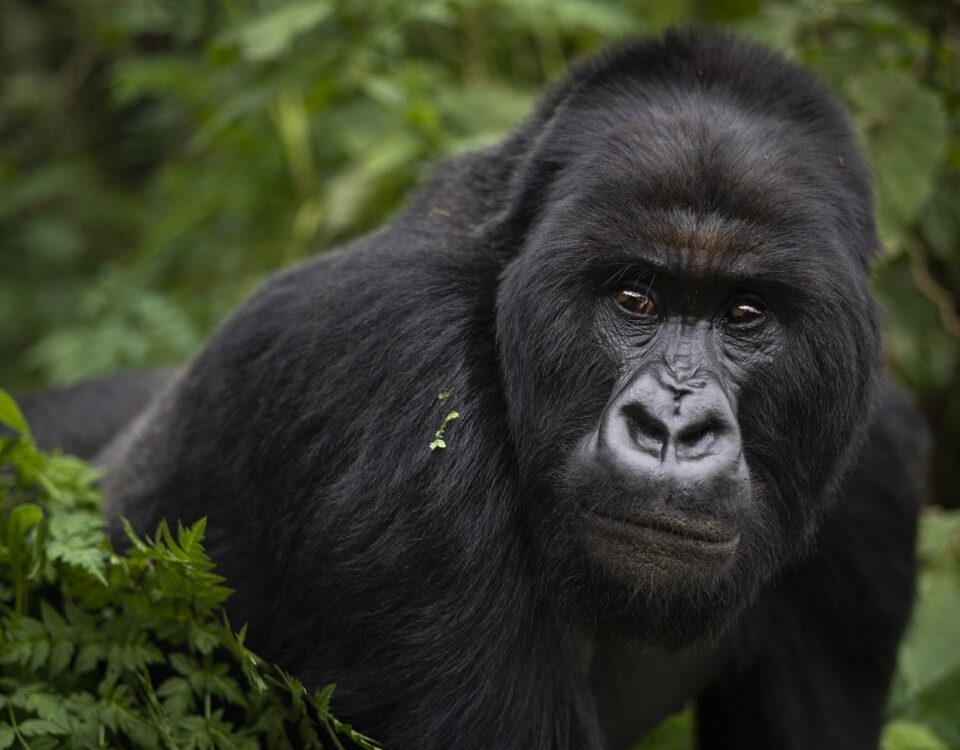 What is the age limit for gorilla trekking?