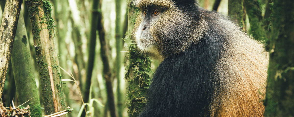 How Much Does It Cost to Trek the Golden Monkey in Rwanda?
