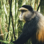 How Much Does It Cost to Trek the Golden Monkey in Rwanda?