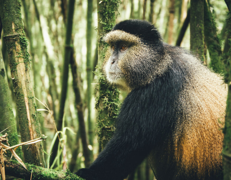 How Much Does It Cost to Trek the Golden Monkey in Rwanda?