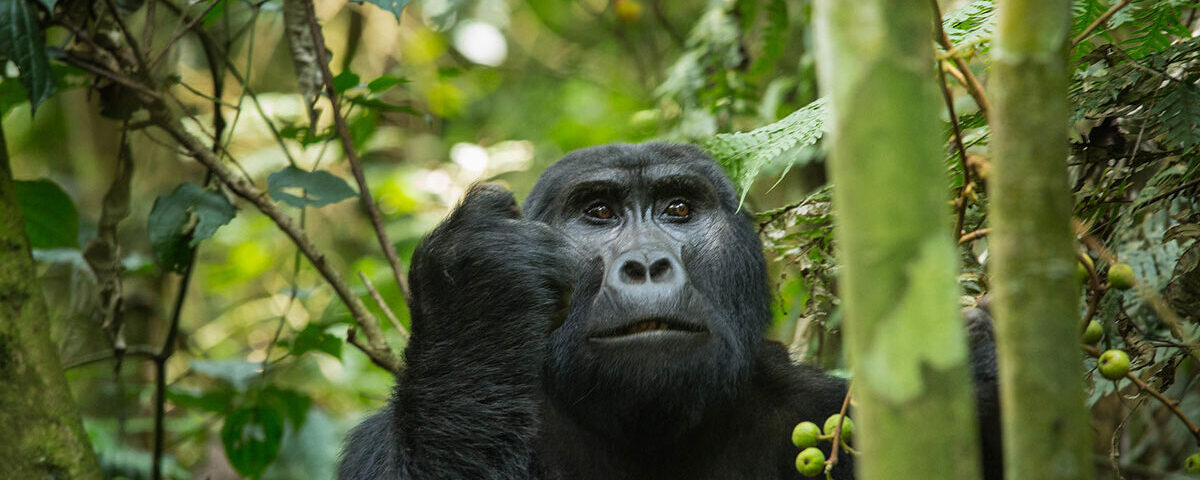 Can I Do a Budget-Friendly Gorilla Trek in Uganda?