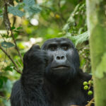 Can I Do a Budget-Friendly Gorilla Trek in Uganda?