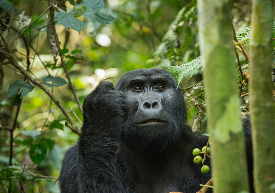 Can I Do a Budget-Friendly Gorilla Trek in Uganda?