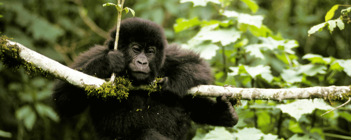 Why Is Gorilla Trekking in Rwanda So Expensive?