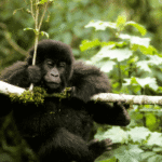Why Is Gorilla Trekking in Rwanda So Expensive?