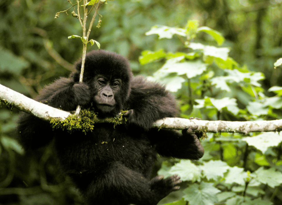 Why Is Gorilla Trekking in Rwanda So Expensive?