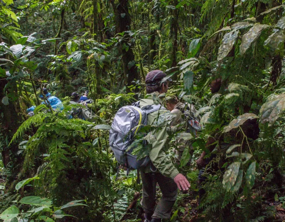What’s the Best Time for Hiking in Uganda?