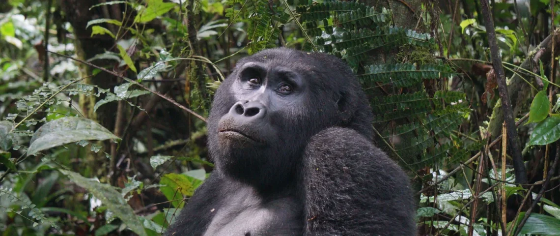 How many days do you need for gorilla trekking?