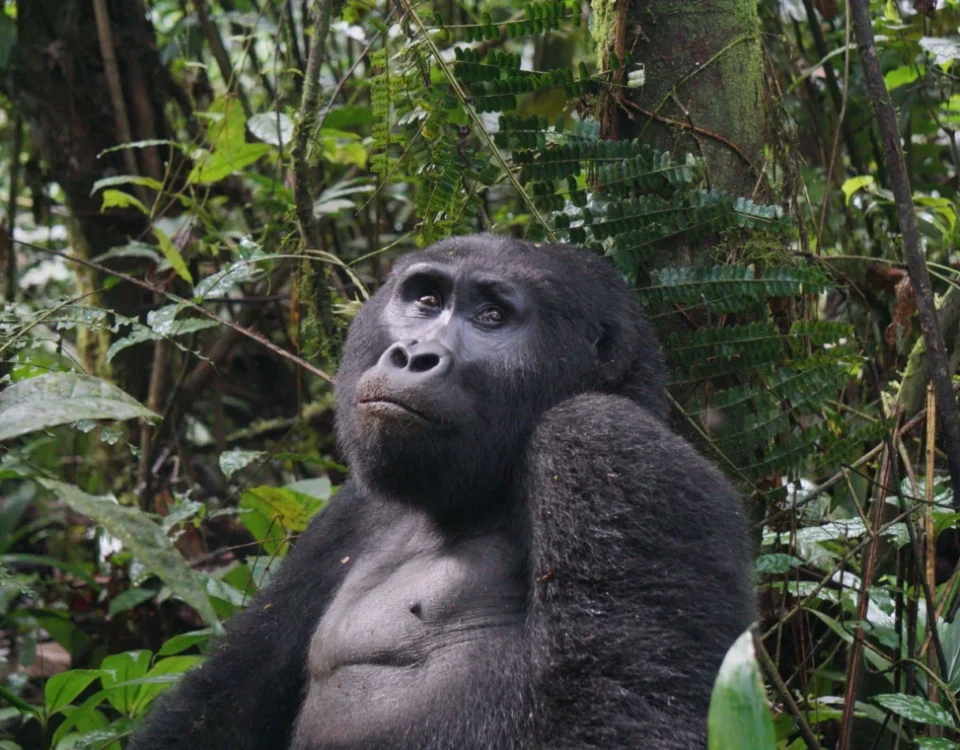 How many days do you need for gorilla trekking?