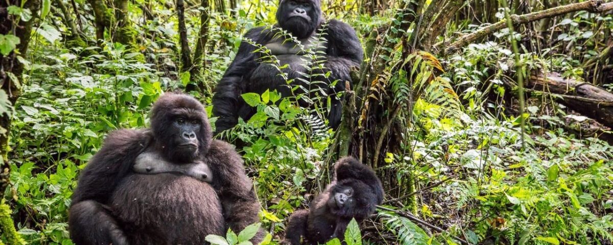 The Complete Guide to Gorilla Trekking Group Sizes