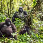 The Complete Guide to Gorilla Trekking Group Sizes