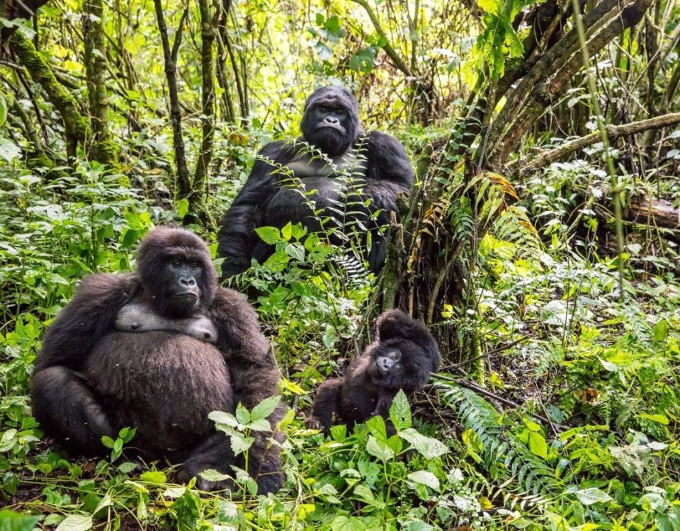 The Complete Guide to Gorilla Trekking Group Sizes