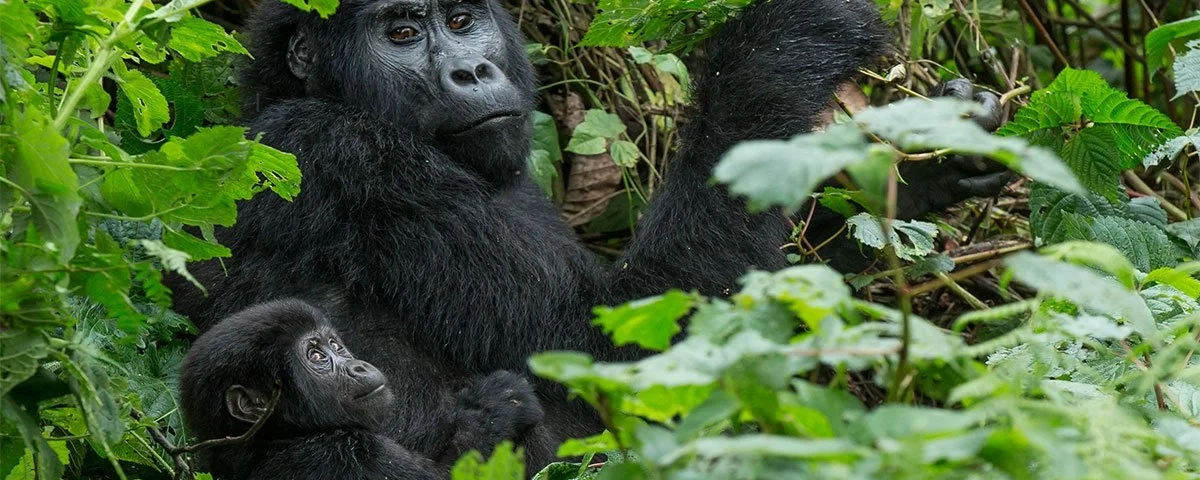 How to Prepare for Gorilla Trekking