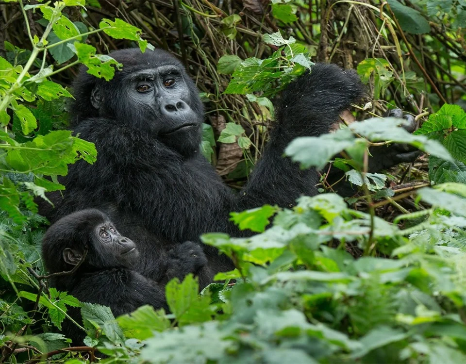 How to Prepare for Gorilla Trekking