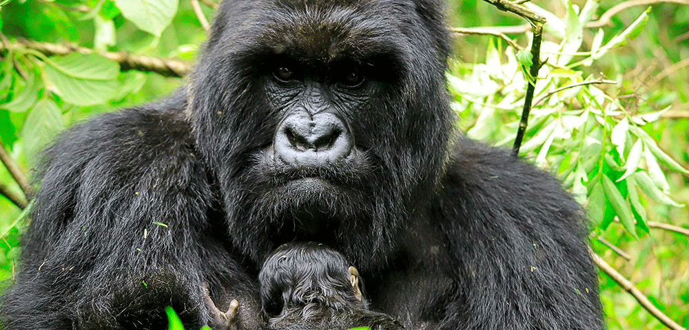 The Ultimate Guide to Gorilla Trekking in Africa