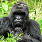 The Ultimate Guide to Gorilla Trekking in Africa