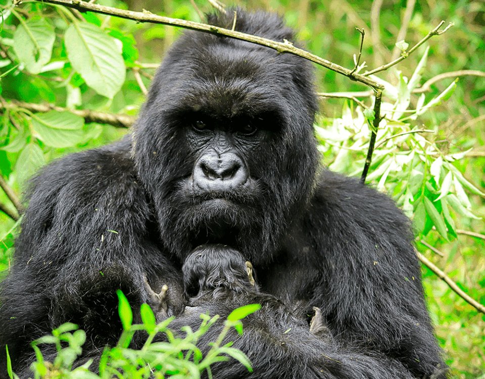 The Ultimate Guide to Gorilla Trekking in Africa