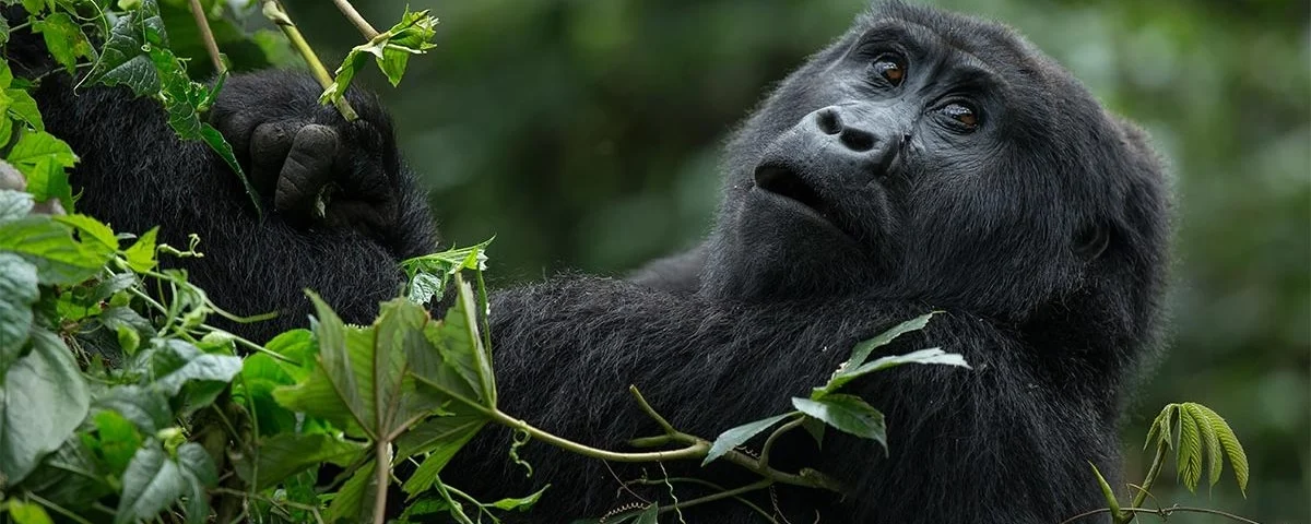 What Do You Need to Know about Gorilla Trekking Permits?