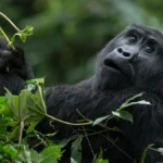 What Do You Need to Know about Gorilla Trekking Permits?
