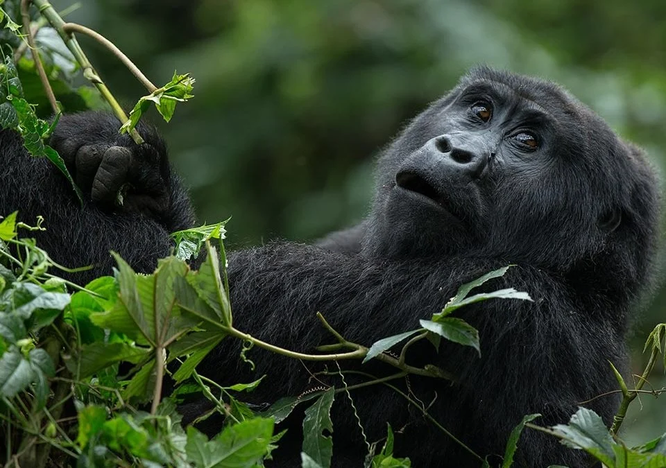 What Do You Need to Know about Gorilla Trekking Permits?