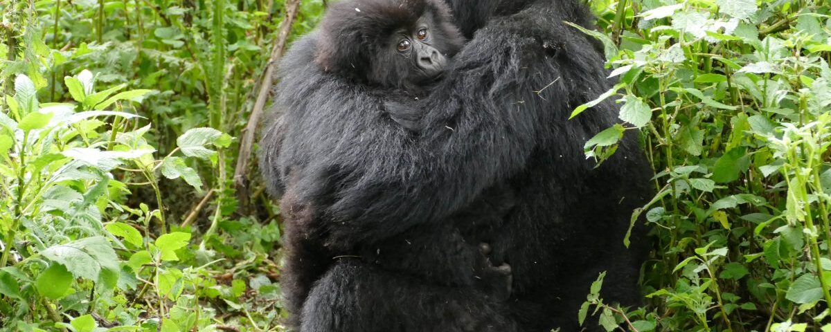 How Much Is the Gorilla Permit in Uganda 2026?