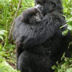 How Much Is the Gorilla Permit in Uganda 2026?