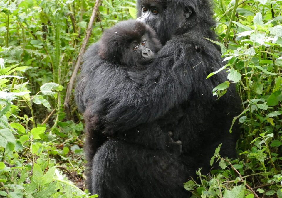 How Much Is the Gorilla Permit in Uganda 2026?